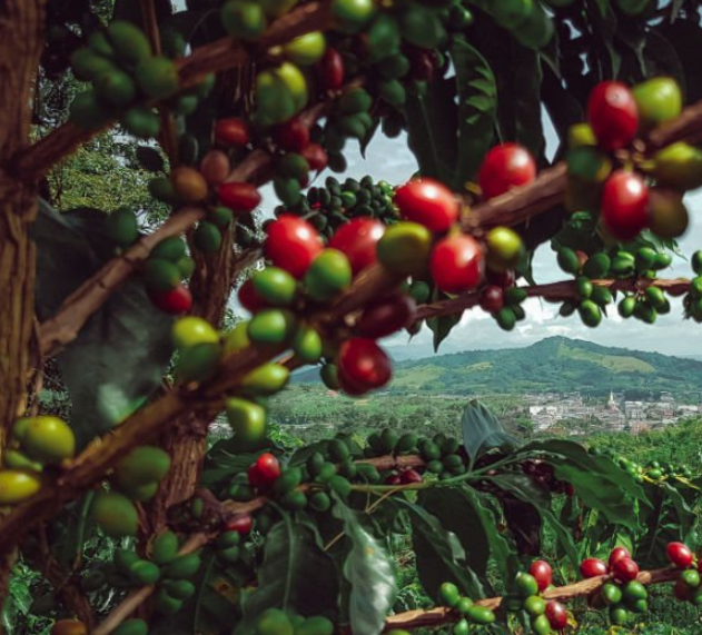 SINGLE ORIGIN: COLOMBIA