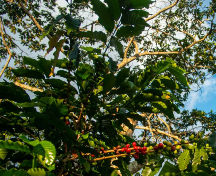 SINGLE ORIGIN: PERU DECAF